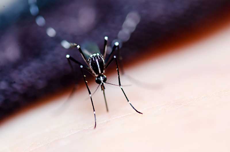  Mundo tem 73 países com zika e 26 com casos de microcefalia
